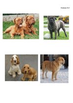 Referāts 'Kanisterapija', 26.