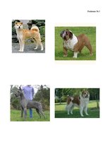 Referāts 'Kanisterapija', 27.