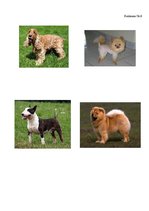 Referāts 'Kanisterapija', 28.