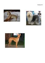 Referāts 'Kanisterapija', 29.