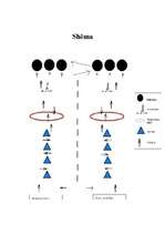 Konspekts 'Šķēršļu josla', 4.