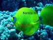 Prezentācija 'Koraļļu rifs', 1.