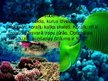 Prezentācija 'Koraļļu rifs', 2.