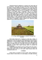 Referāts 'Sinepes, to audzēšanas tehnoloģija un izmantošana', 14.