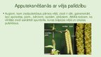 Prezentācija 'Augu klasifikācija', 28.