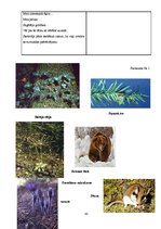 Prakses atskaite 'Prakses atskaite sākumskolā', 43.