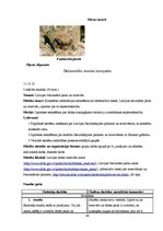 Prakses atskaite 'Prakses atskaite sākumskolā', 44.