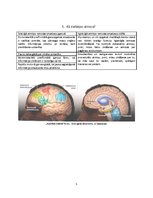 Referāts 'Cilvēka atmiņa', 5.