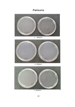 Referāts 'Mikroorganismu daudzveidība dažādās augu mizās', 19.