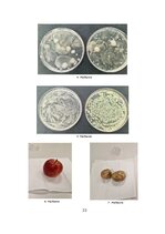 Referāts 'Mikroorganismu daudzveidība dažādās augu mizās', 20.