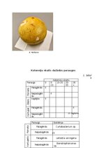 Referāts 'Mikroorganismu daudzveidība dažādās augu mizās', 21.