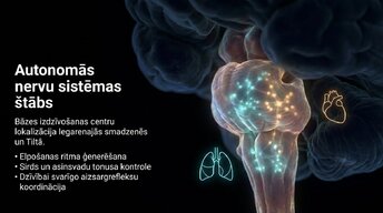 Prezentācija 'Smadzeņu stumbrs', 3.