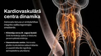 Prezentācija 'Smadzeņu stumbrs', 6.