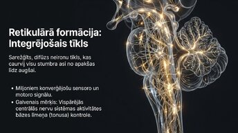 Prezentācija 'Smadzeņu stumbrs', 9.