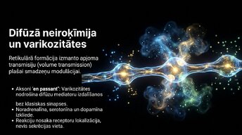 Prezentācija 'Smadzeņu stumbrs', 11.