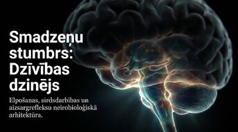 Prezentācija 'Smadzeņu stumbrs', 14.