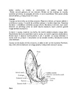 Referāts 'Kaķi - veterinārā rokasgrāmata dzīvnieku īpašniekiem', 31.