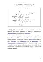 Referāts 'Interneta vidē izvietotā reklāma', 5.