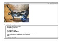 Paraugs 'Kultūras pasākumu pase', 9.