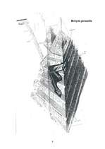 Referāts 'Piramīdas', 9.