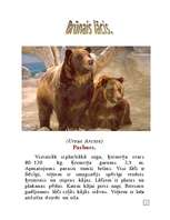 Referāts 'Brūnais lācis', 3.