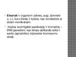 Prezentācija 'Šūnas', 4.