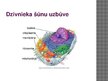 Prezentācija 'Šūnas', 11.