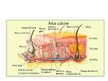 Prezentācija 'Cilvēka ādas uzbūve', 2.