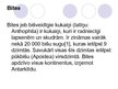 Prezentācija 'Bites', 3.