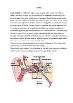 Referāts 'Cilvēka auss uzbūve', 3.
