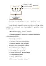 Referāts 'Līzings uzņēmējdarbībā', 15.