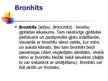 Prezentācija 'Bronhīti', 2.