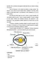 Referāts 'Olu ēdieni', 5.