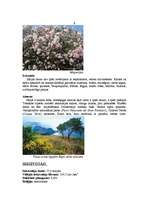 Referāts 'Itālija', 5.