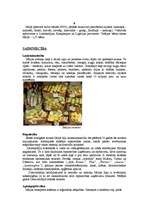 Referāts 'Itālija', 6.