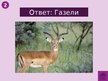 Prezentācija 'Викторина о Южной Америке', 57.