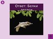 Prezentācija 'Викторина о Южной Америке', 61.