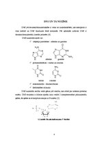 Referāts 'Molekulārās bioloģijas centrālā dogma', 4.