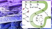 Prezentācija 'Olbaltumvielas', 9.