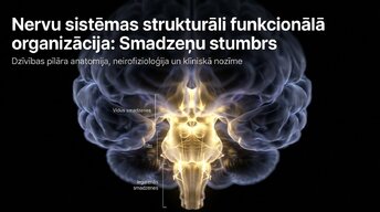 Prezentācija 'Smadzeņu stumbrs un nervu sistēmas organizācija', 1.