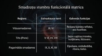 Prezentācija 'Smadzeņu stumbrs un nervu sistēmas organizācija', 8.