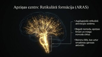 Prezentācija 'Smadzeņu stumbrs un nervu sistēmas organizācija', 9.