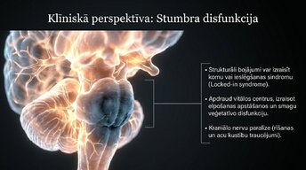 Prezentācija 'Smadzeņu stumbrs un nervu sistēmas organizācija', 12.