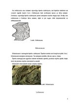 Referāts 'Nepareizs šķiedru sakārtojums koksnē', 6.