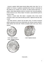 Referāts 'Nepareizs šķiedru sakārtojums koksnē', 7.