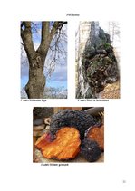 Referāts 'Nepareizs šķiedru sakārtojums koksnē', 11.