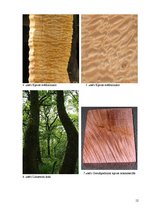 Referāts 'Nepareizs šķiedru sakārtojums koksnē', 12.