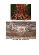 Referāts 'Nepareizs šķiedru sakārtojums koksnē', 13.