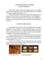 Referāts 'Dzintars', 2.