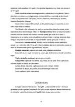 Referāts 'Islande', 12.